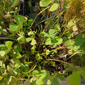 Marsilea quadrifolia