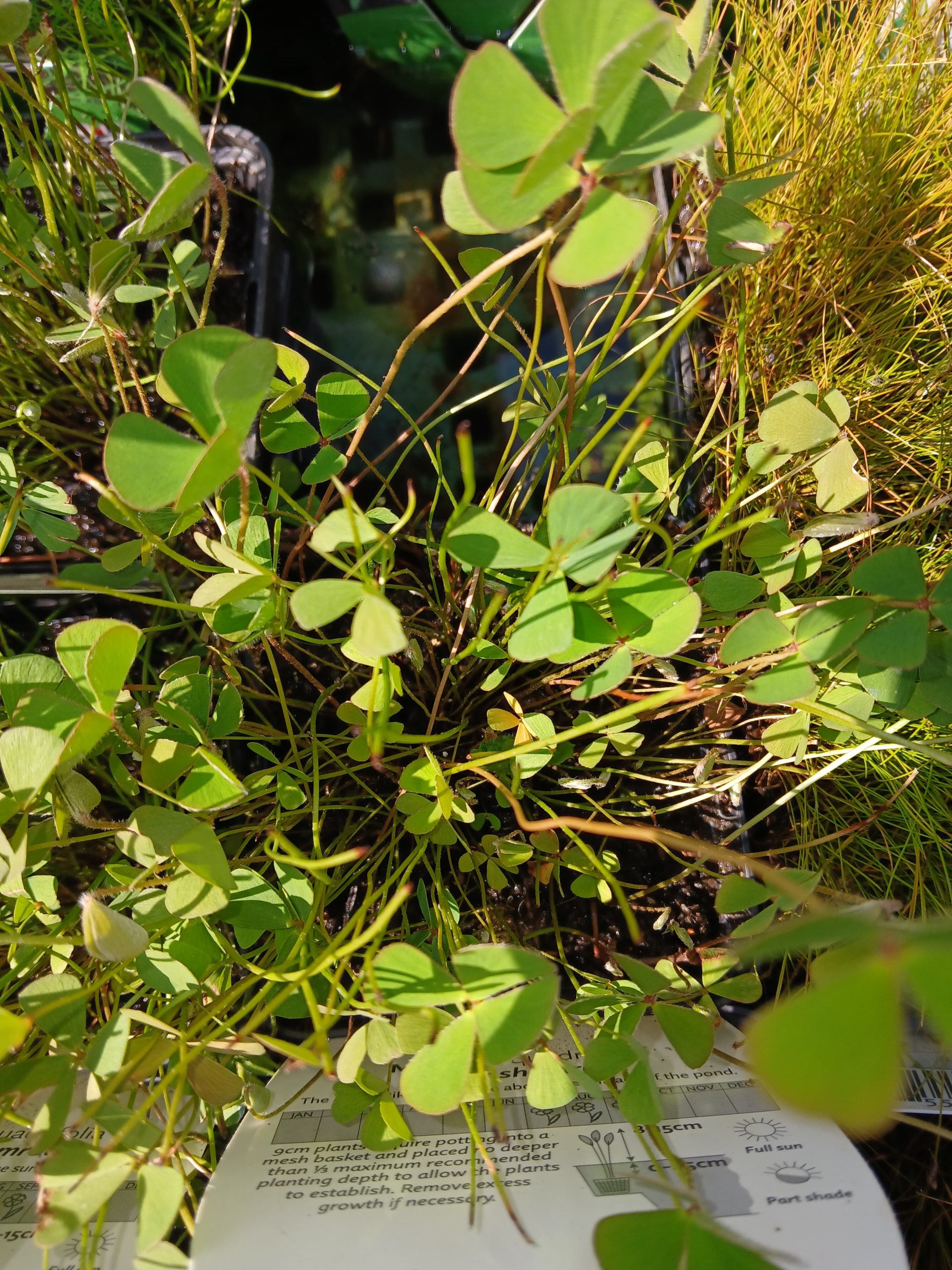 Marsilea quadrifolia - Image 1
