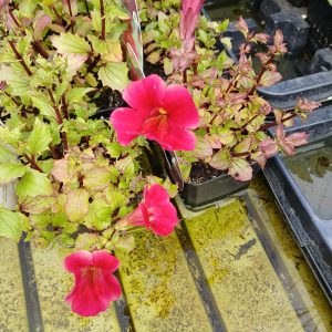 Mimulus Cupreus 'Red Emperor'