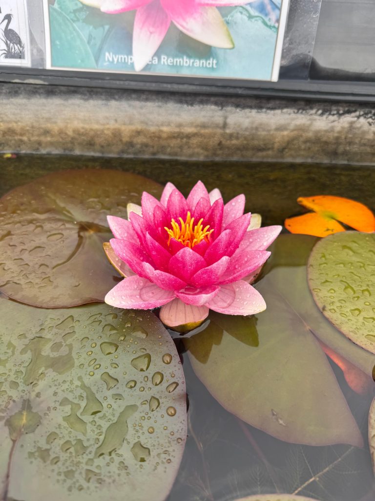 Nymphaea Rembrandt (Meteor)