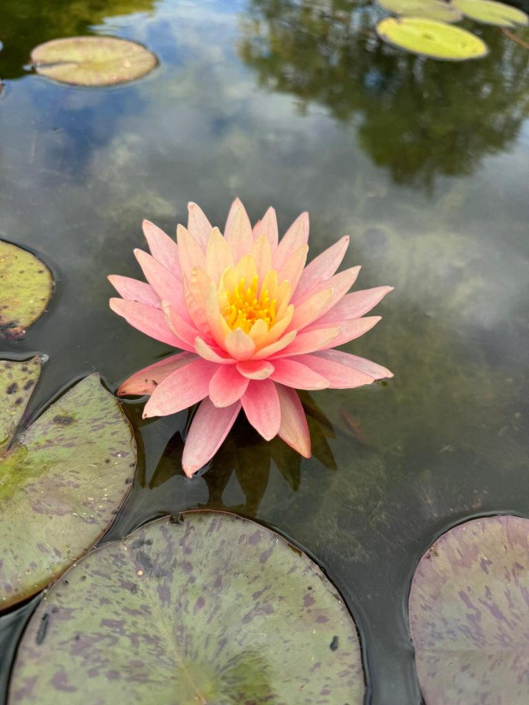 Nympheae Perry's Orange Sunset