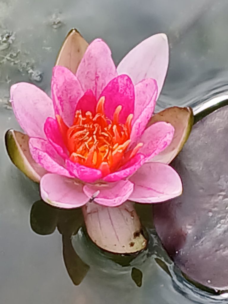 Nymphaea Pymaea Rubra