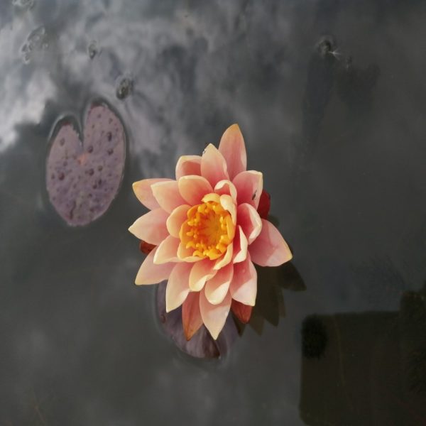 nymphaea Georgia peach