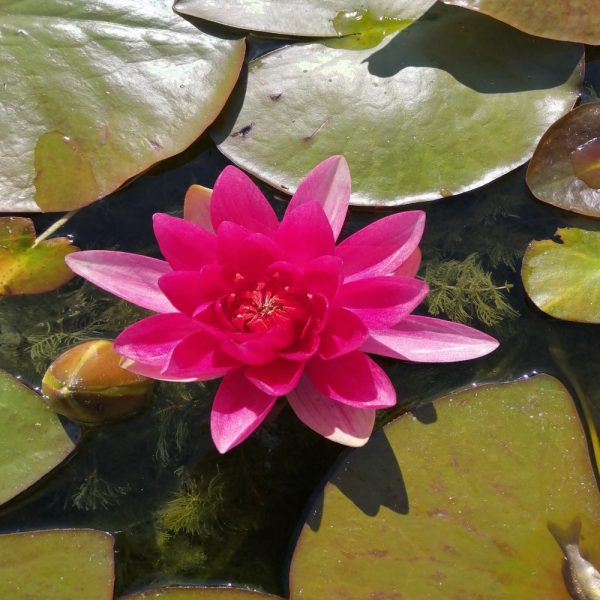 nymphaea escaboucle