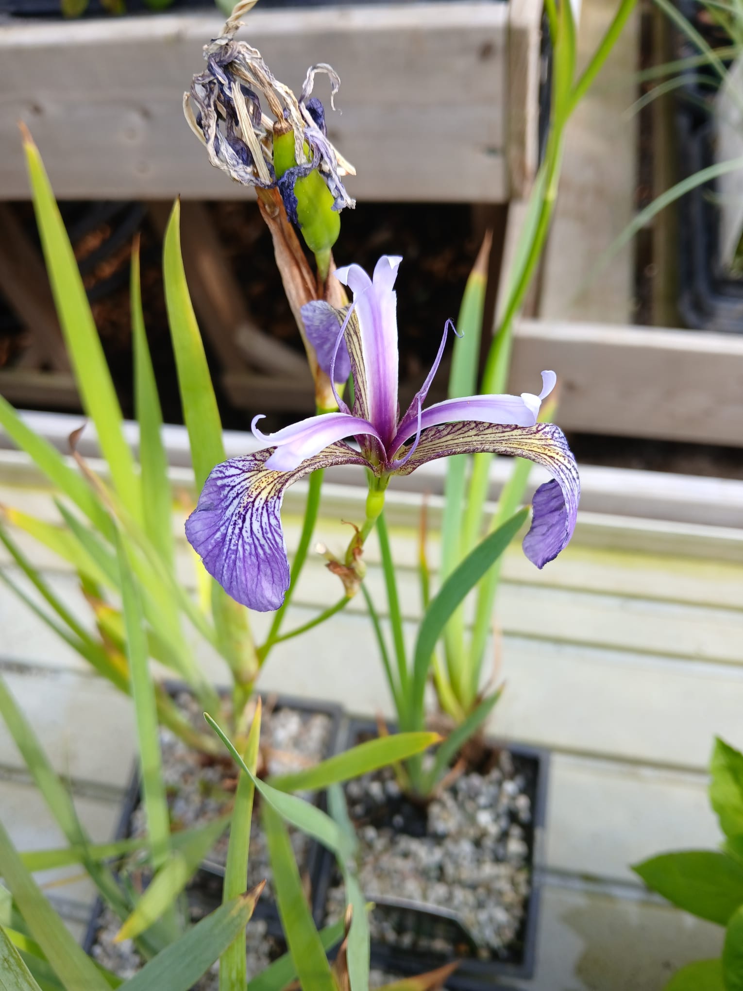 Iris Versicolor Kermesina - Image 1