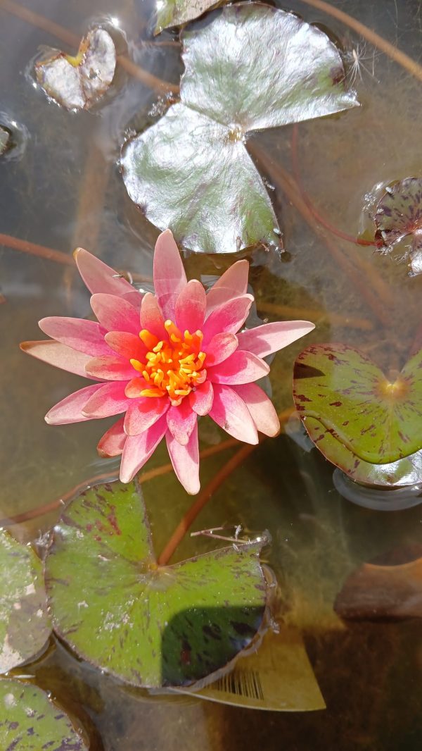 Nymphaea Little Sue - Image 1