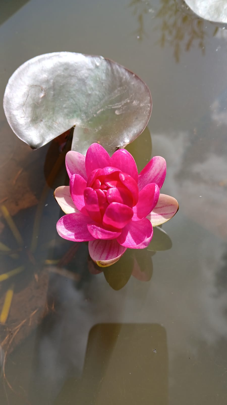 Nymphaea Perrys Baby Red - Image 1